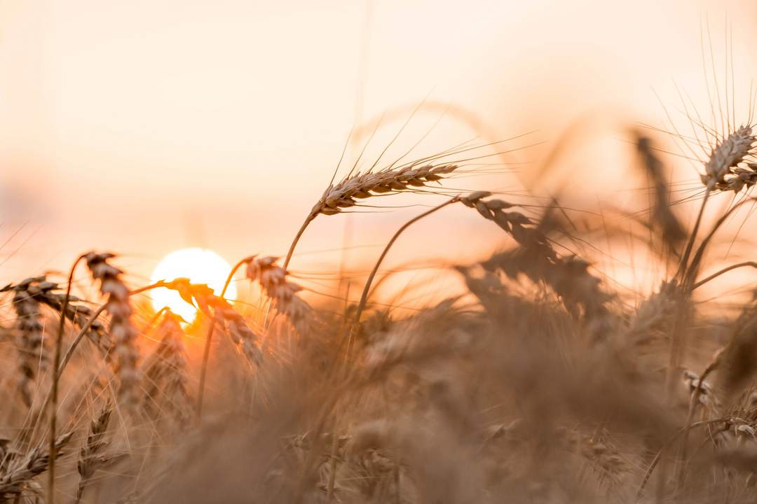 News24 | Farmers ‘living in hope’ as fuel crunch threatens wheat, mealie crops