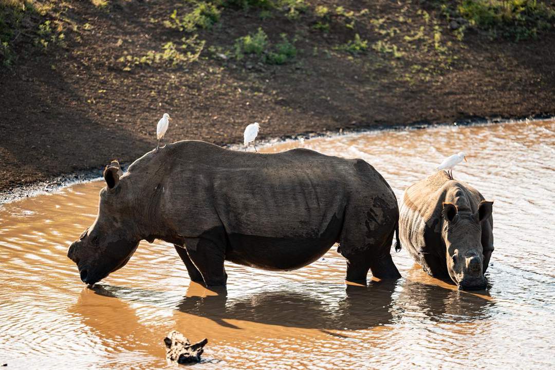Ghost Mountain Inn | inline Bush Adventures at Ghost Mountain Inn – The Garden of Eden Nestled in Northern KZN Community Rhinoceroses at Bayala Game Lodge get dehorned to keep the poachers at bay.