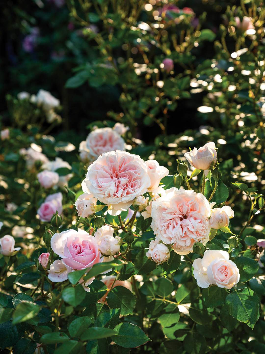 Reader garden: A rosy retreat in Joburg | News24