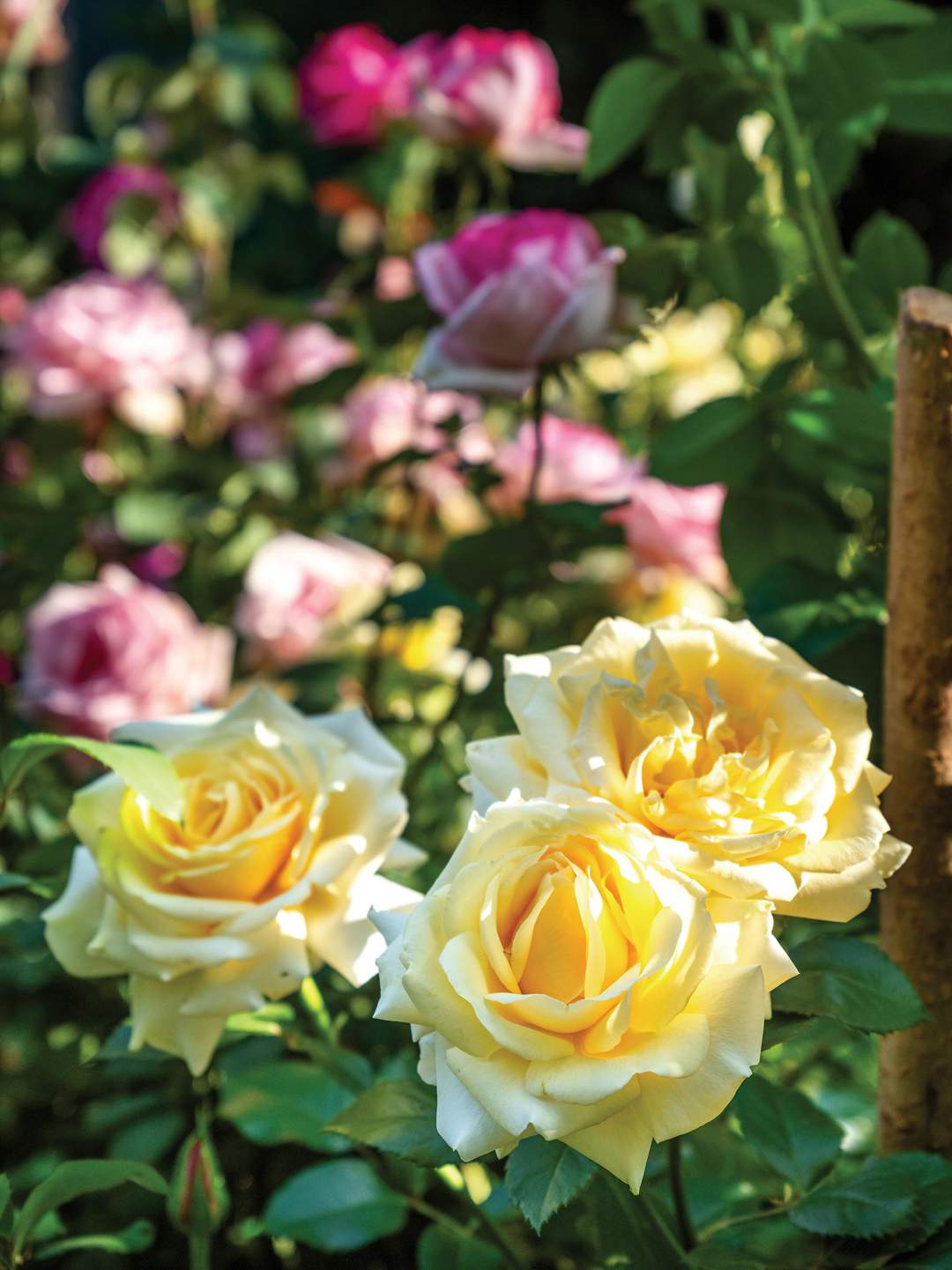 Reader garden: A rosy retreat in Joburg | News24
