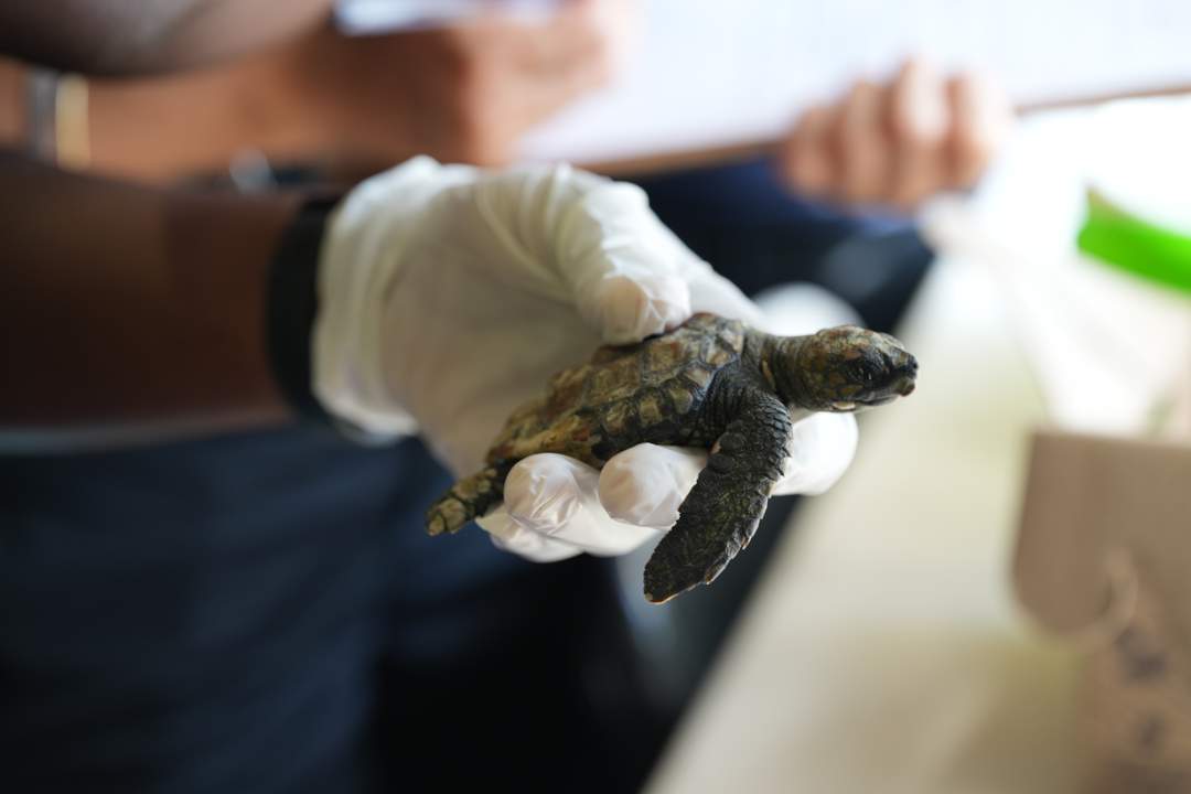 News24 | Thousands of volunteers save hundreds of tiny stranded turtles along Cape coastline