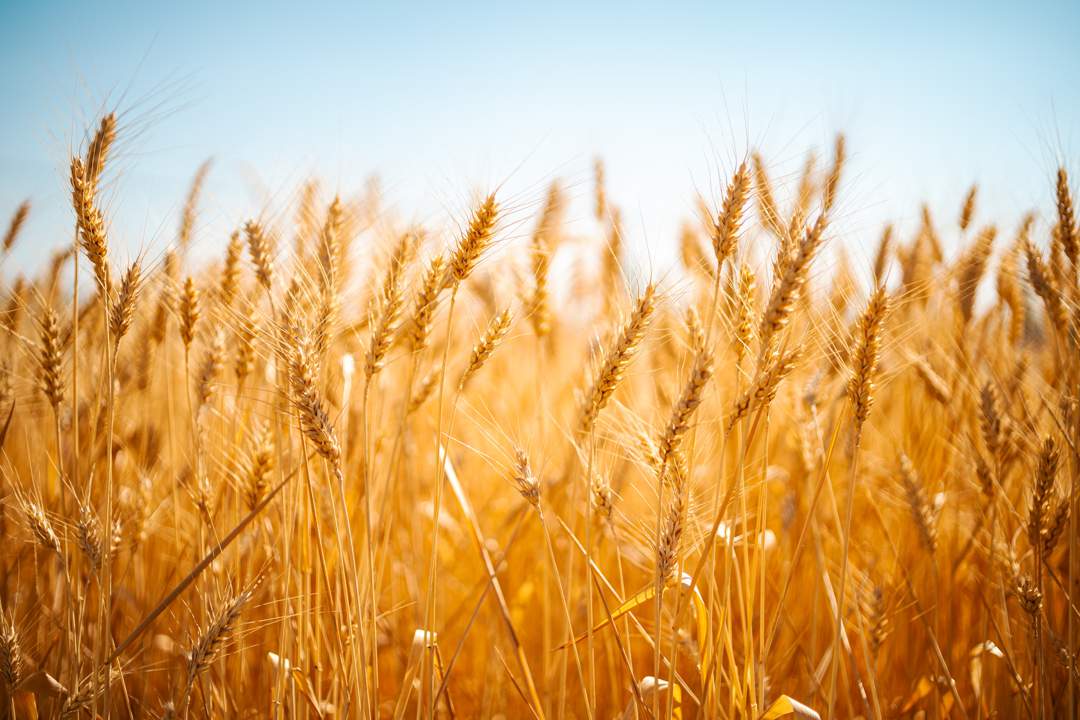 News24 | SA wheat plantings expected to hit 11-year low as costs rocket
