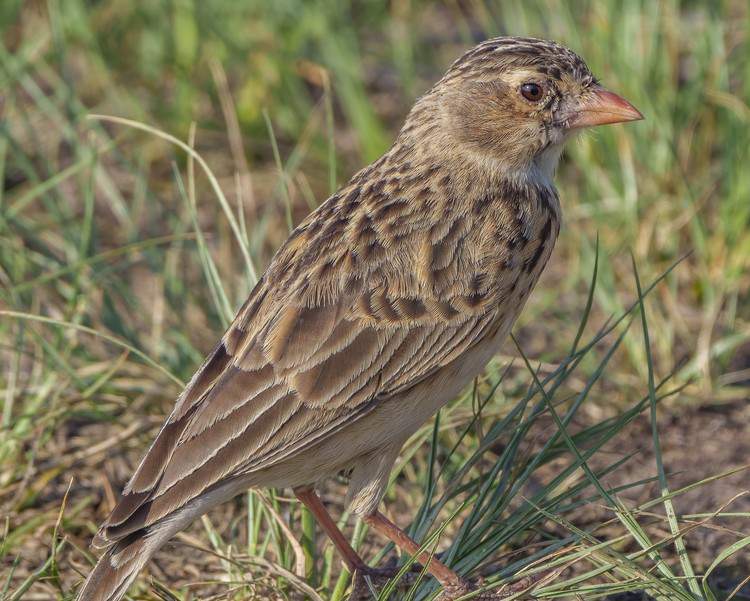 News24 | Action plan to save SA’s most endangered bird