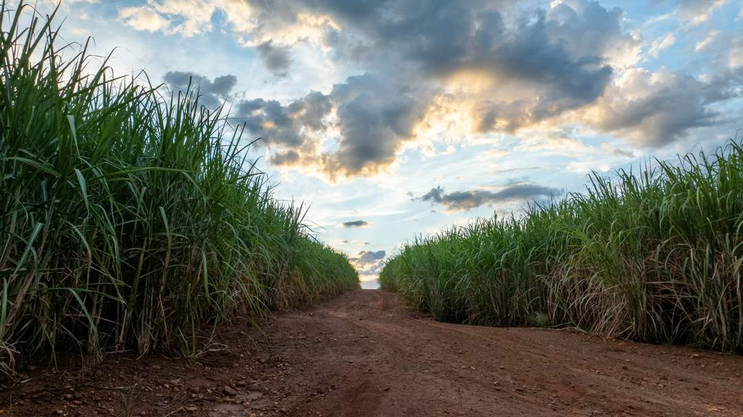 Tongaat funding in the spotlight as RGS looks to boot Vision plan