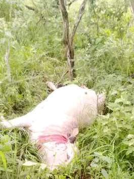 Wild lions, dead cows and an uncaring KZN government