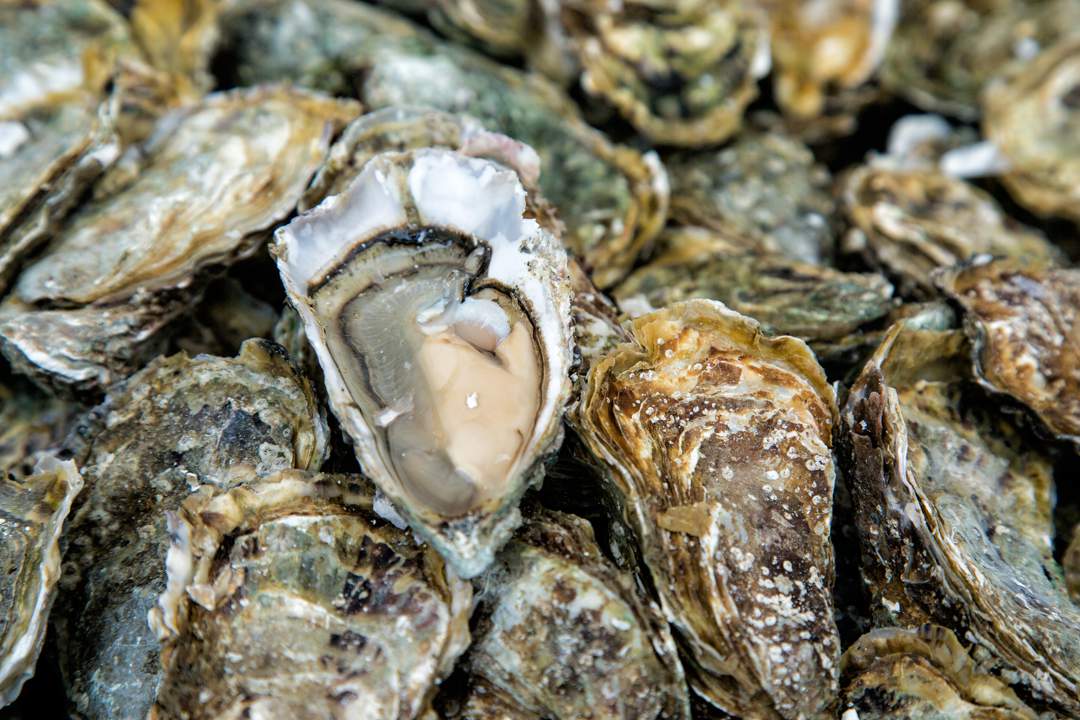 Steer clear of West Coast shellfish due to high levels of toxin, dept warns