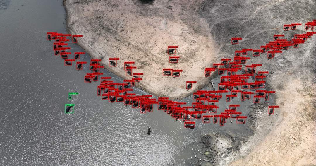 AI drones are transforming animal counts in the Greater Kruger