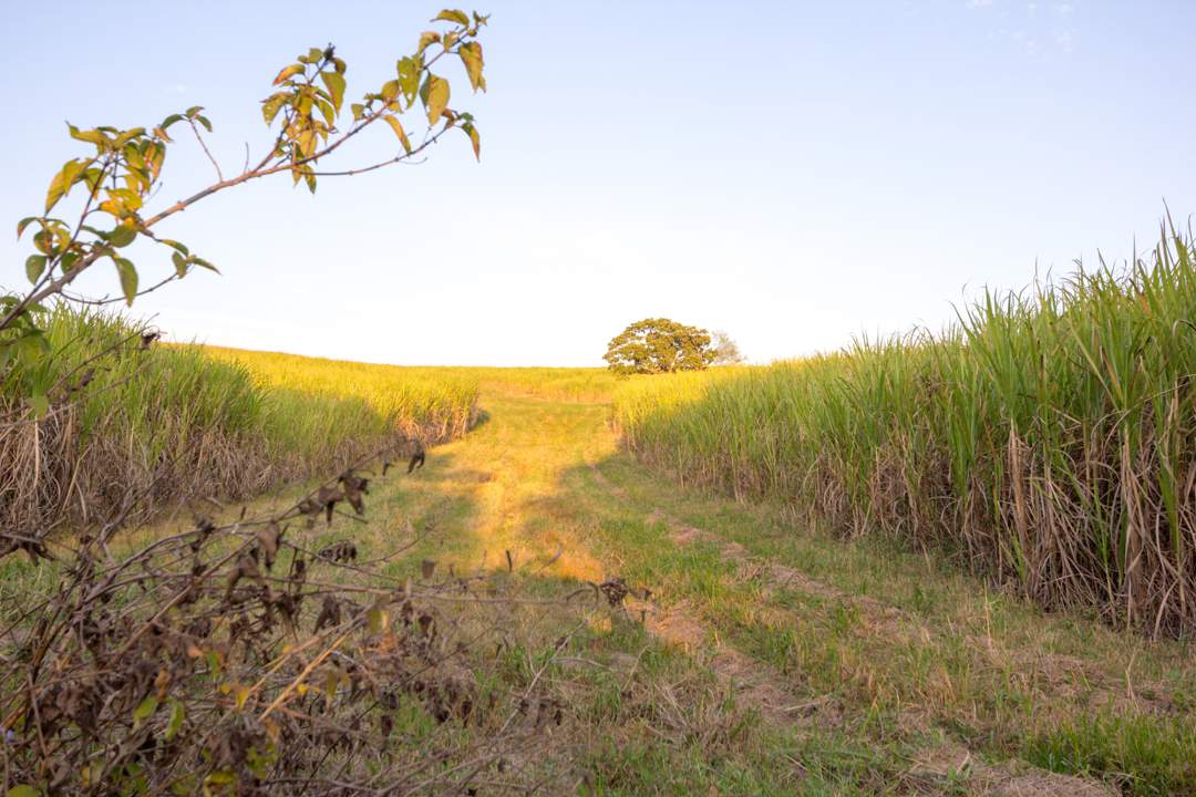 SA’s biofuel moment is now – but oil firms must get a proper target