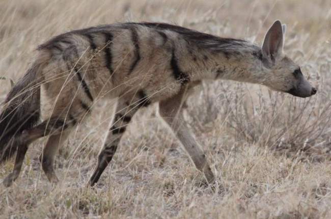 Hidden hunters of the Kalahari: Why small carnivores hold big ecological  answers | News24