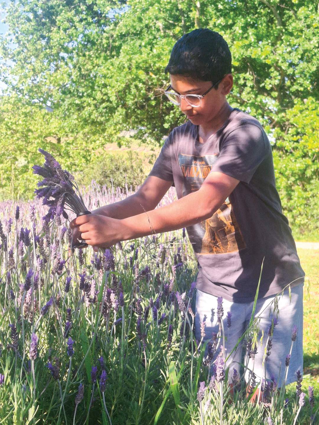 Pick your own lavender: Canettevallei's purple paradise awaits