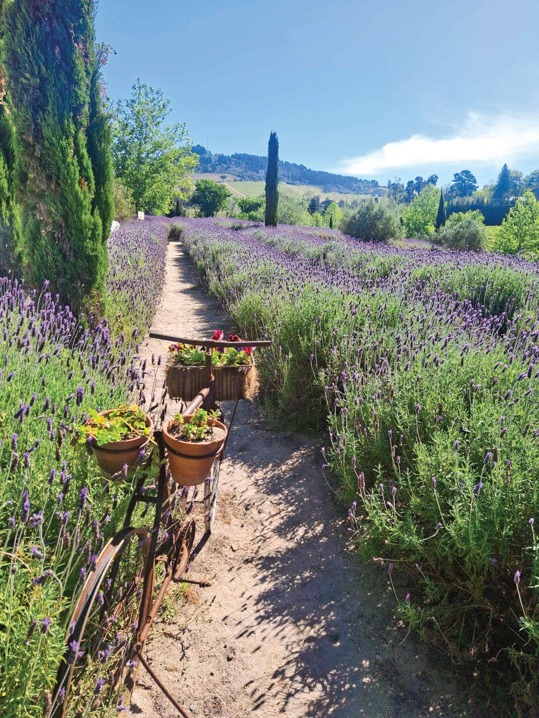 Pick your own lavender: Canettevallei's purple paradise awaits