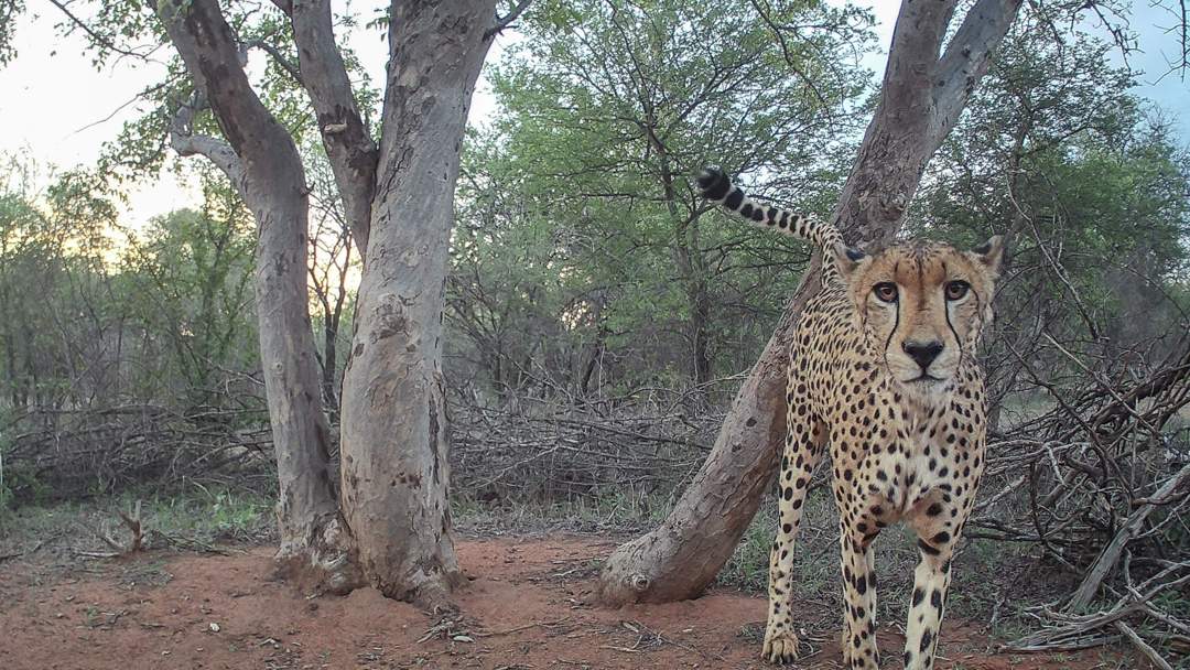 Census shows SA has fewer than 120 free-roaming cheetahs