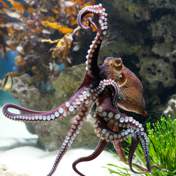  Cape octopus predicts the winner of Bafana vs Mexico