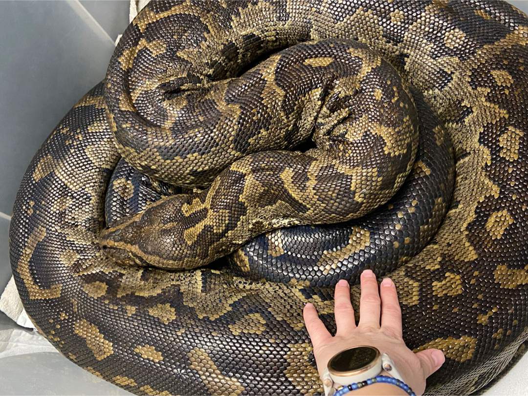 SSSSEE | 45kg python rescued – and biting again – after brutal attack on farm