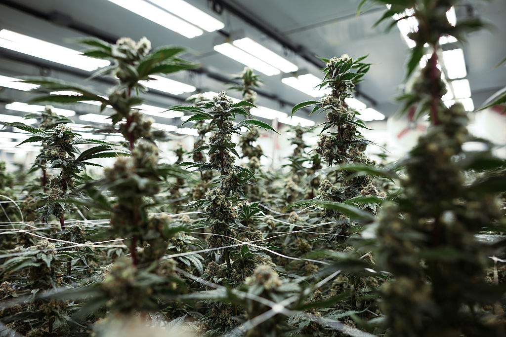 SA’s surging dagga exports: Inside a potent industry built from nothing