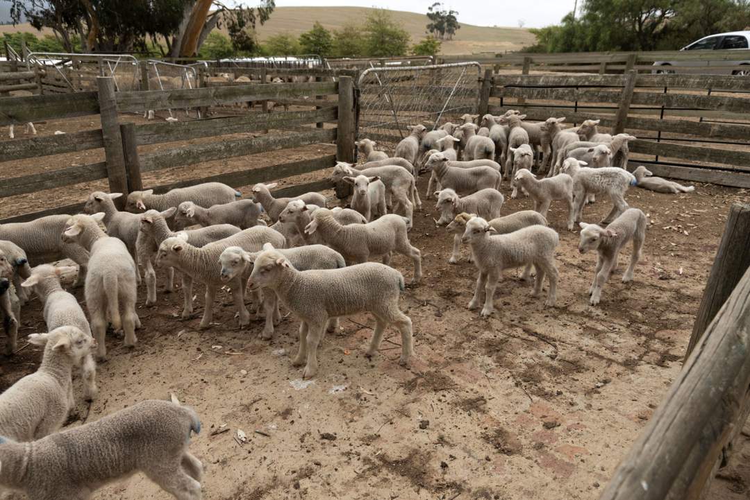 Lamb exporters lose R1.5bn as govt delays health certifications