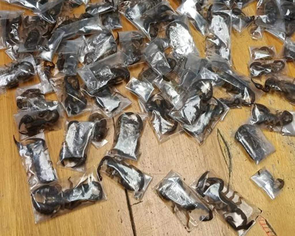 Opération d'infiltration : un homme arrêté à l'aéroport du Cap avec 150 scorpions vivants dans ses bagages