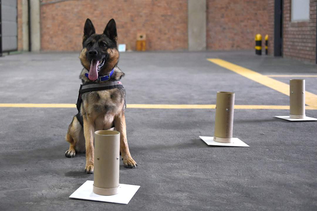 SA’s 57 sniffer dogs save taxpayers R1.7bn a year