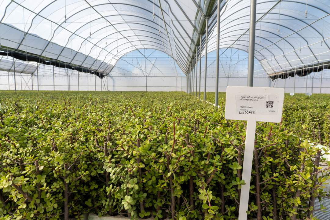 Amazon backs massive spekboom project to restore Eastern Cape biodiversity